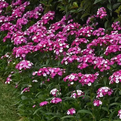 Dianthus Magician - Sugar Moon Gardens