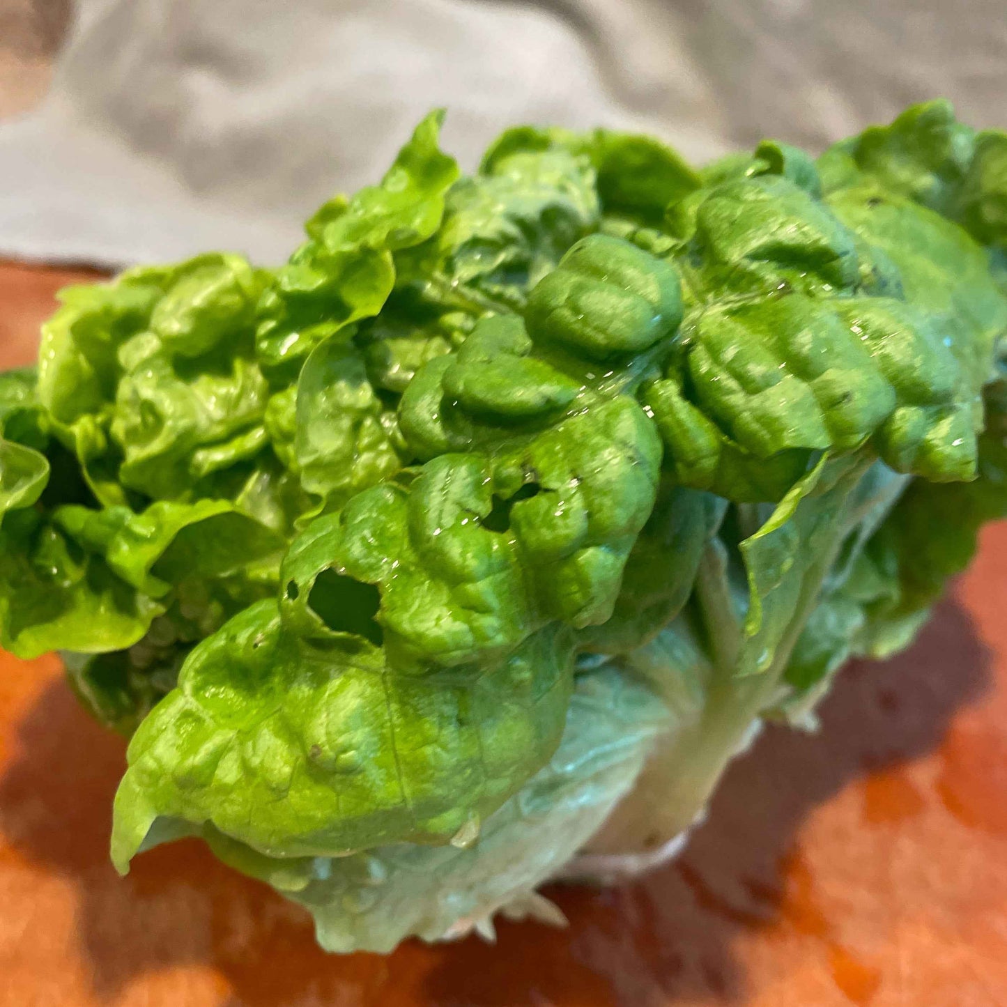 Seeds: Lettuce - Manoa