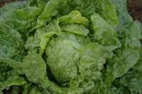 Veg Plant: Lettuce seedlings