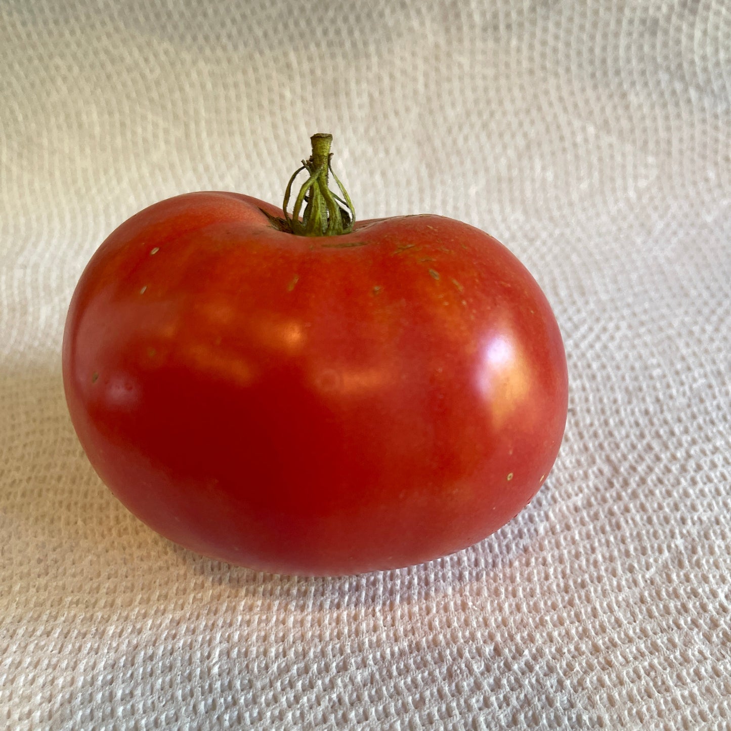 PREORDER: Veg Plant: Tomato - Tried & True collection