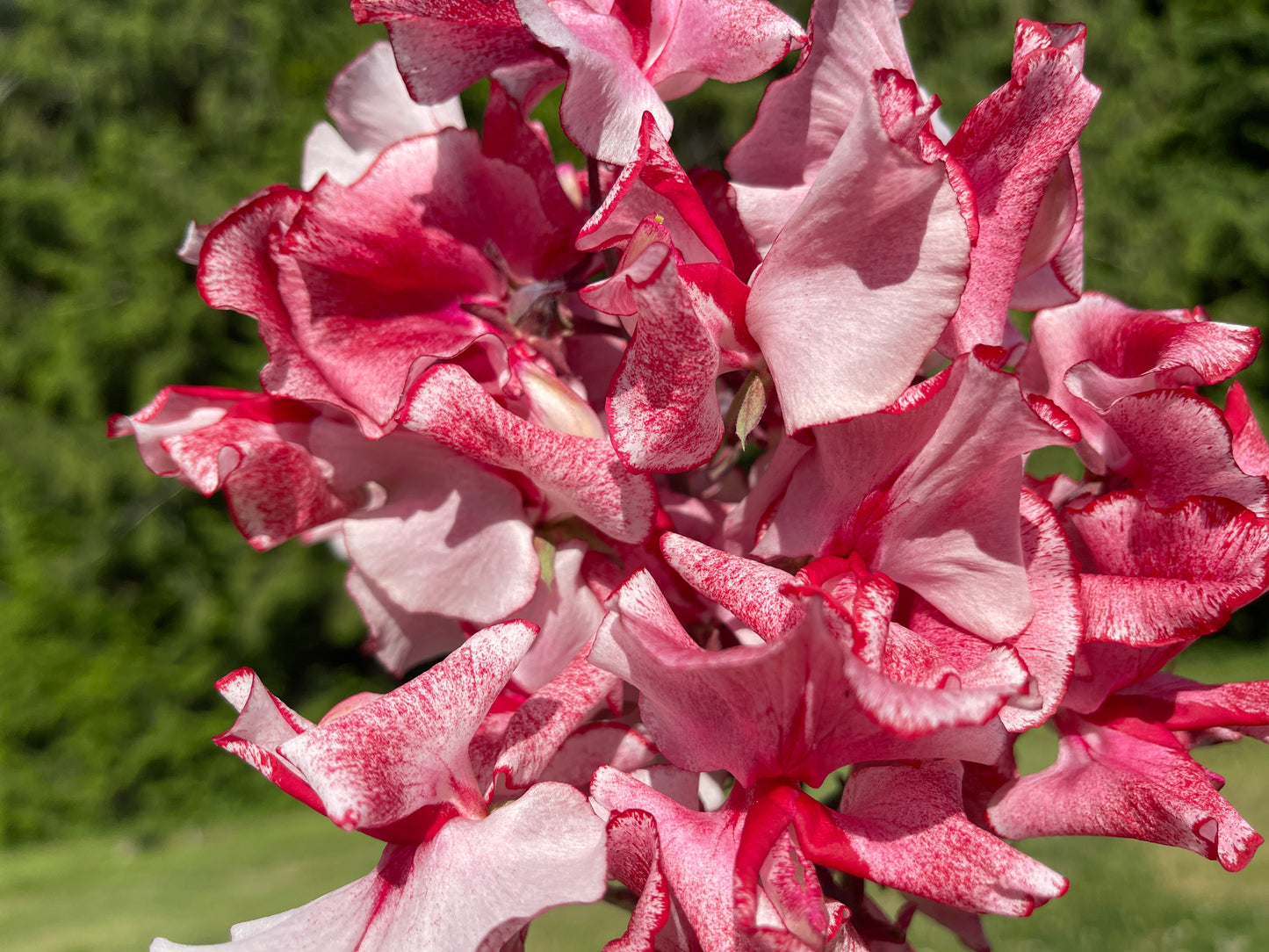 Sweet Pea Seeds: Mars