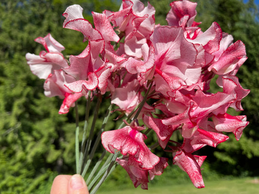 Sweet Pea Seeds: Mars - Sugar Moon Gardens