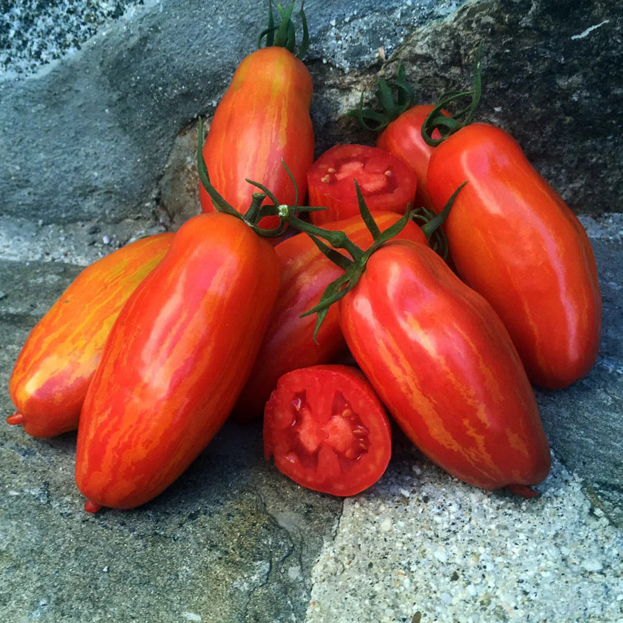 PREORDER: Veg Plant: Tomato - Paste collection