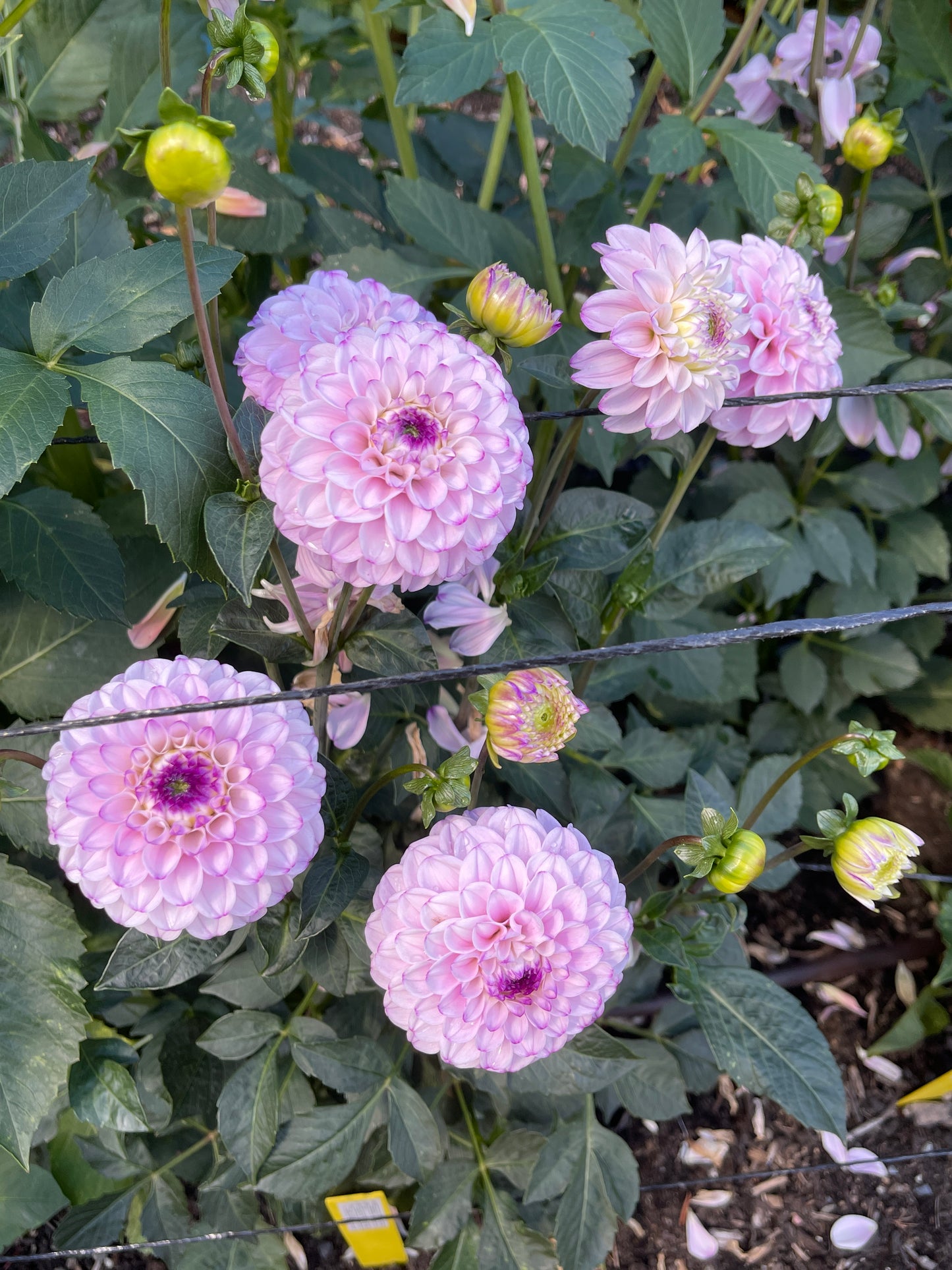 Dahlia Tuber: Megan Dean