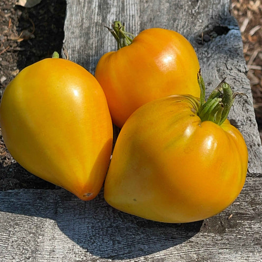 Veg Plant: Tomatoes - New & Exciting collection