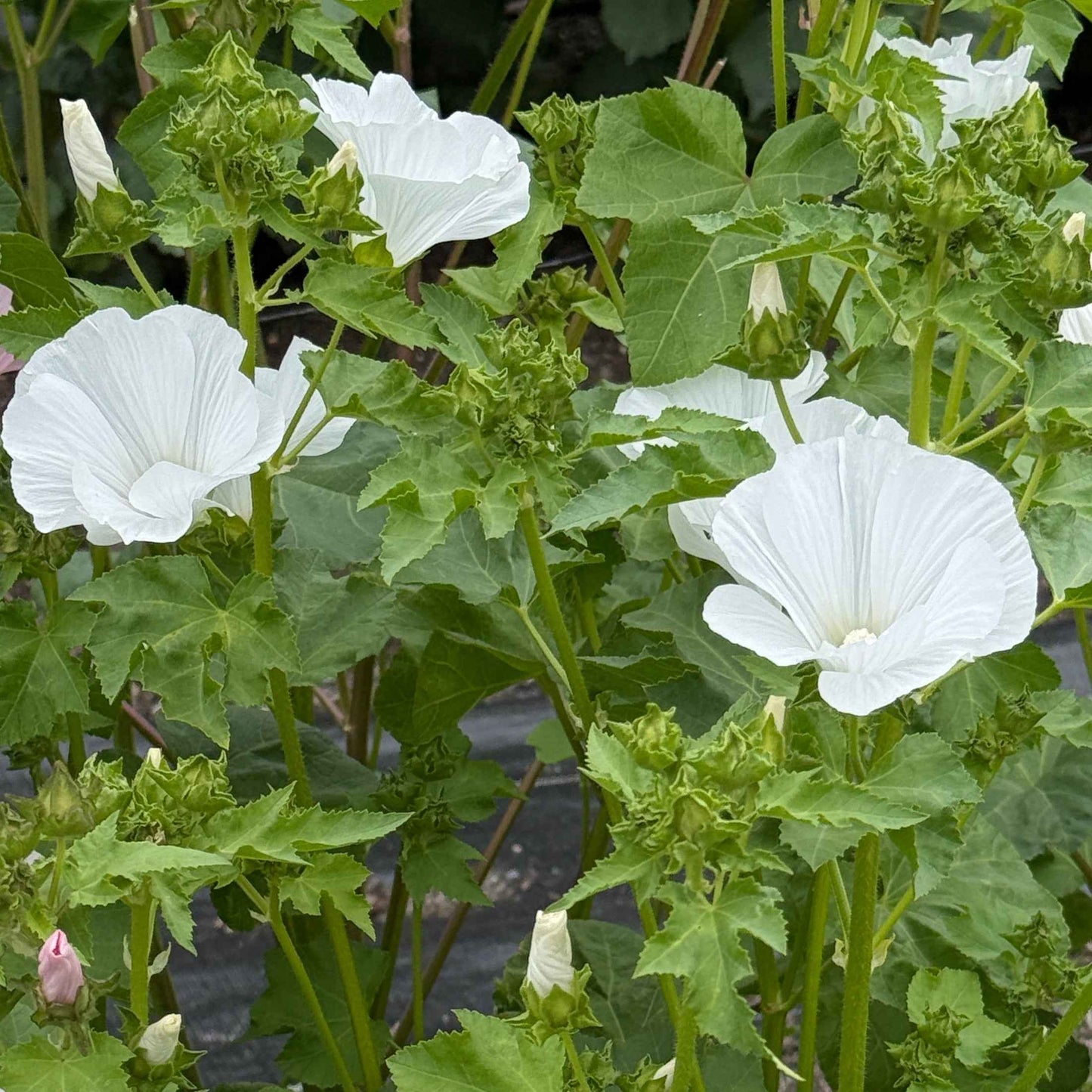 Rose Mallow - Mont Blanc