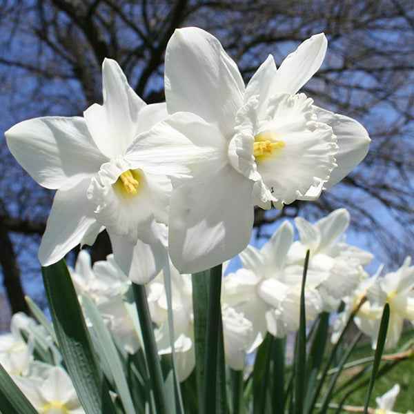 Daffodil bulb: Mount Hood