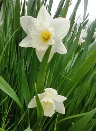 Daffodil bulb: Mount Hood