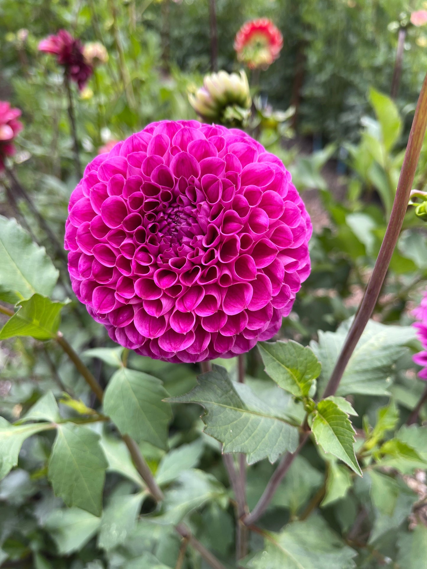 Dahlia Tuber: Nijisky - Sugar Moon Gardens