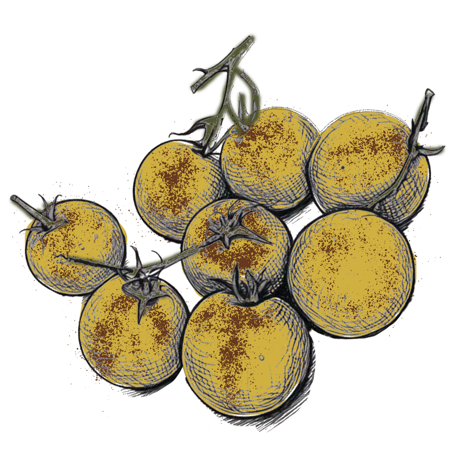 Seeds: Tomato - Napa Chardonnay