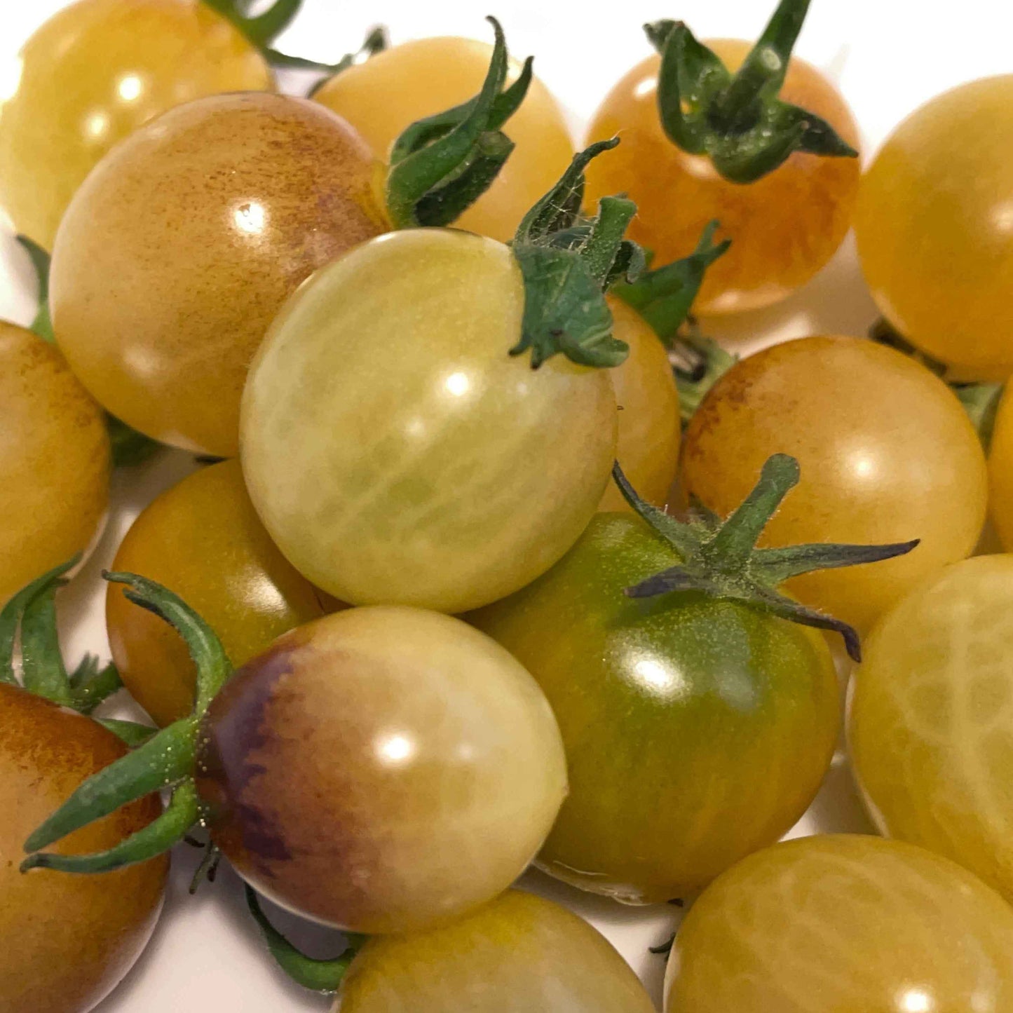 Veg Plant: Tomato - Cherry collection