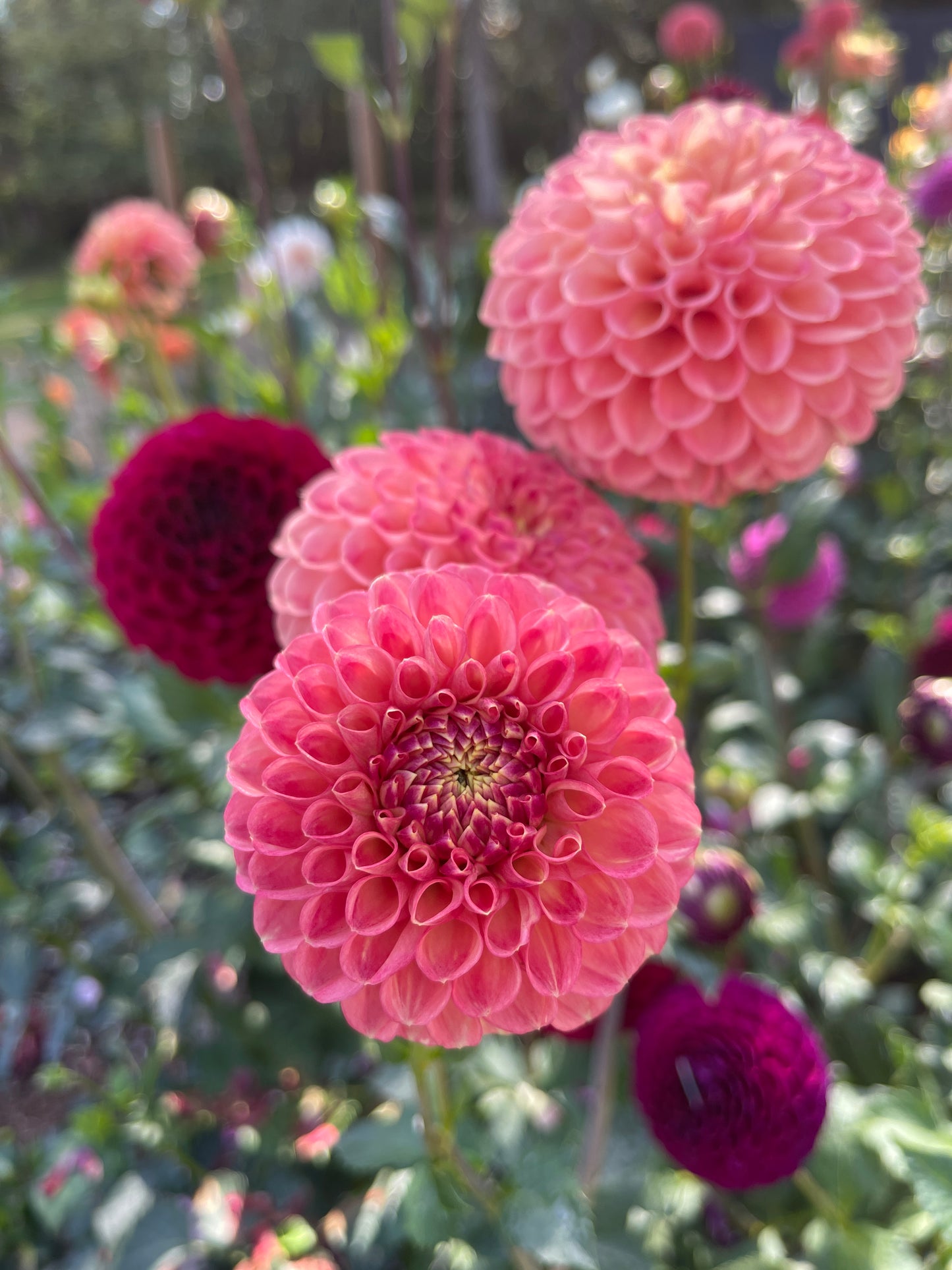 Dahlia Tuber: Natalie G