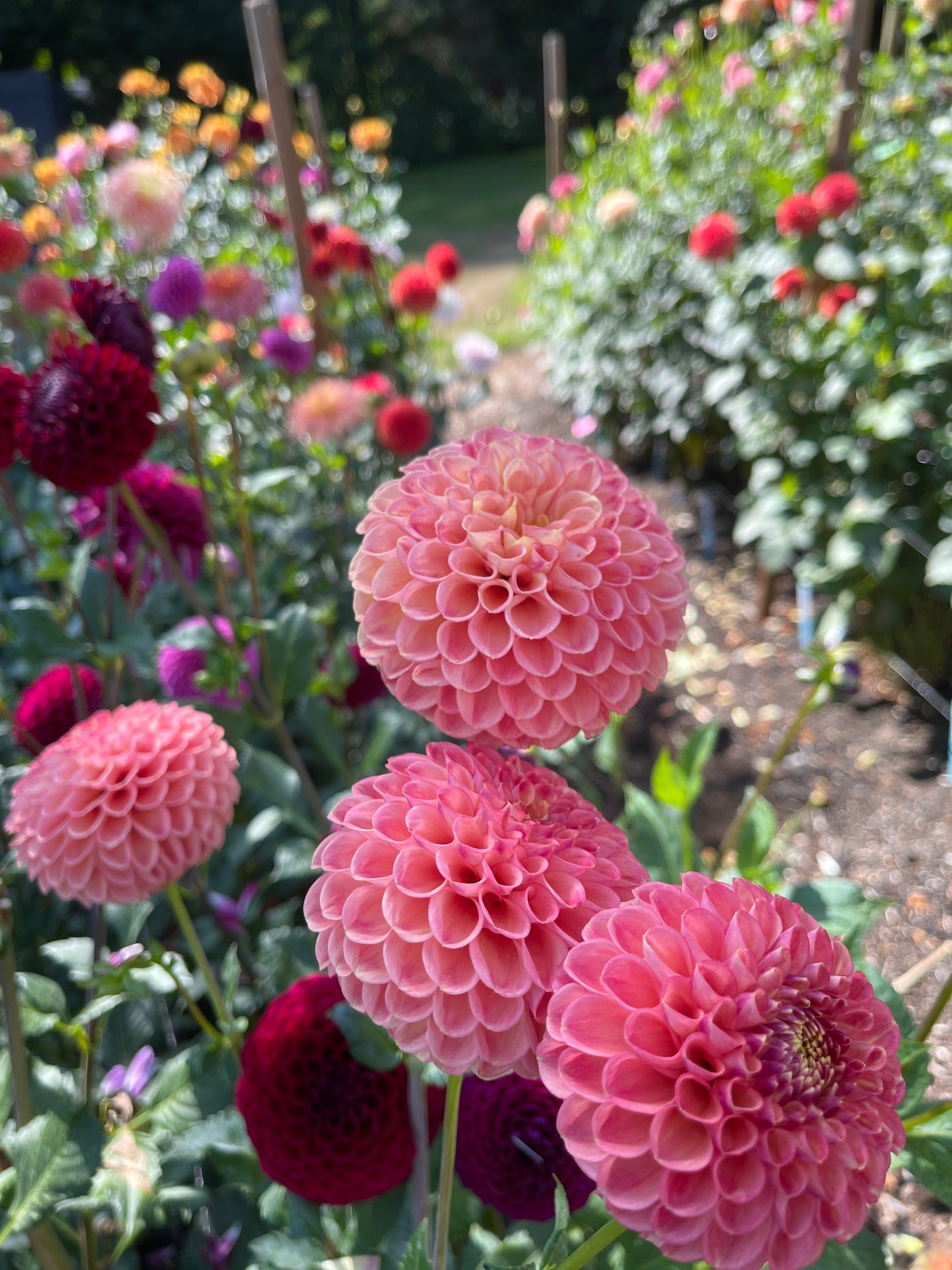Dahlia Tuber: Natalie G