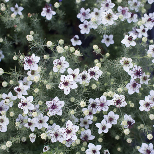 Seeds: Nigella - African Bride - Sugar Moon Gardens