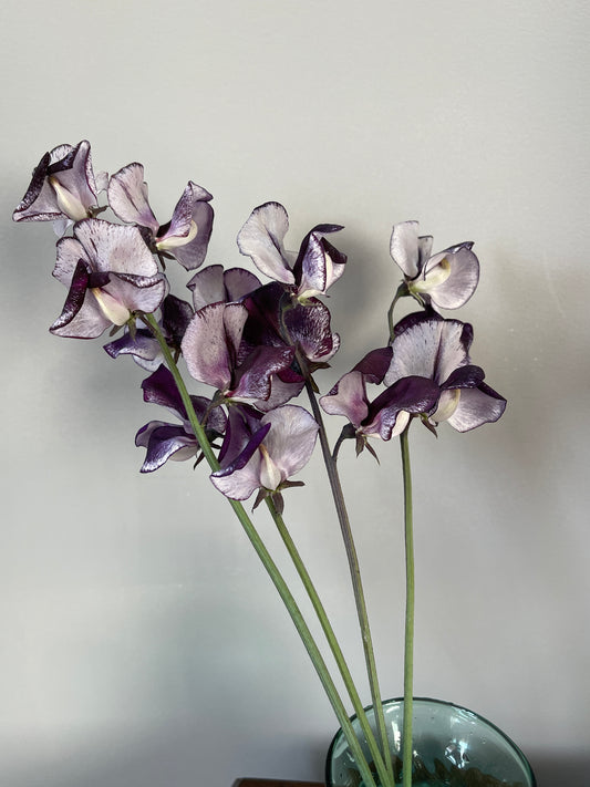Sweet Pea Seeds: Nimbus - Sugar Moon Gardens