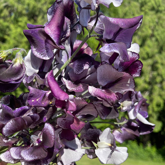Sweet Pea Seeds: Nimbus - Sugar Moon Gardens