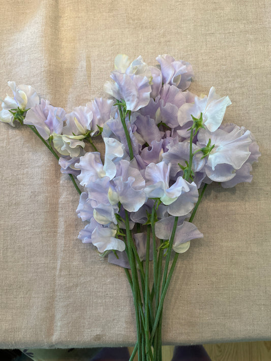 Sweet Pea Seeds: Oban Bay - Sugar Moon Gardens