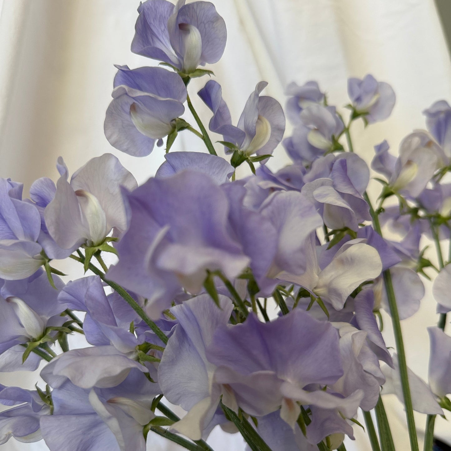 Sweet Pea Seeds: Oban Bay - Sugar Moon Gardens