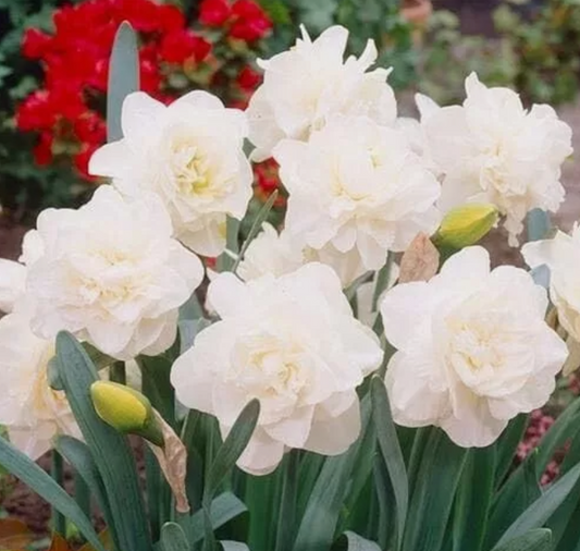 Daffodil bulb: Obdam - Sugar Moon Gardens