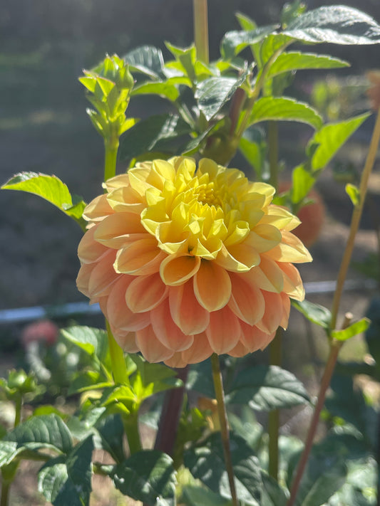 Dahlia Tuber: Oh Honey - Sugar Moon Gardens