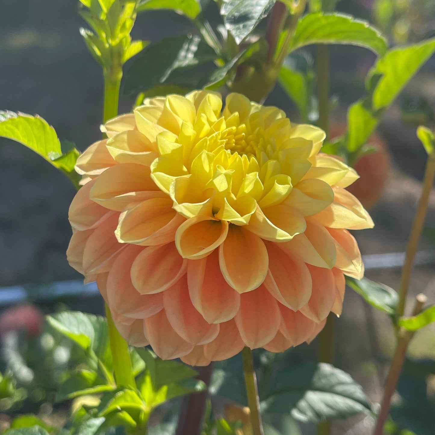Dahlia Tuber: Oh Honey - Sugar Moon Gardens