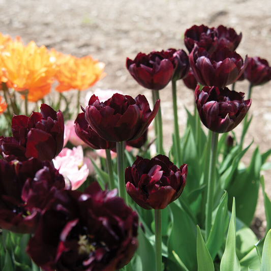 Tulip bulb - Palmyra