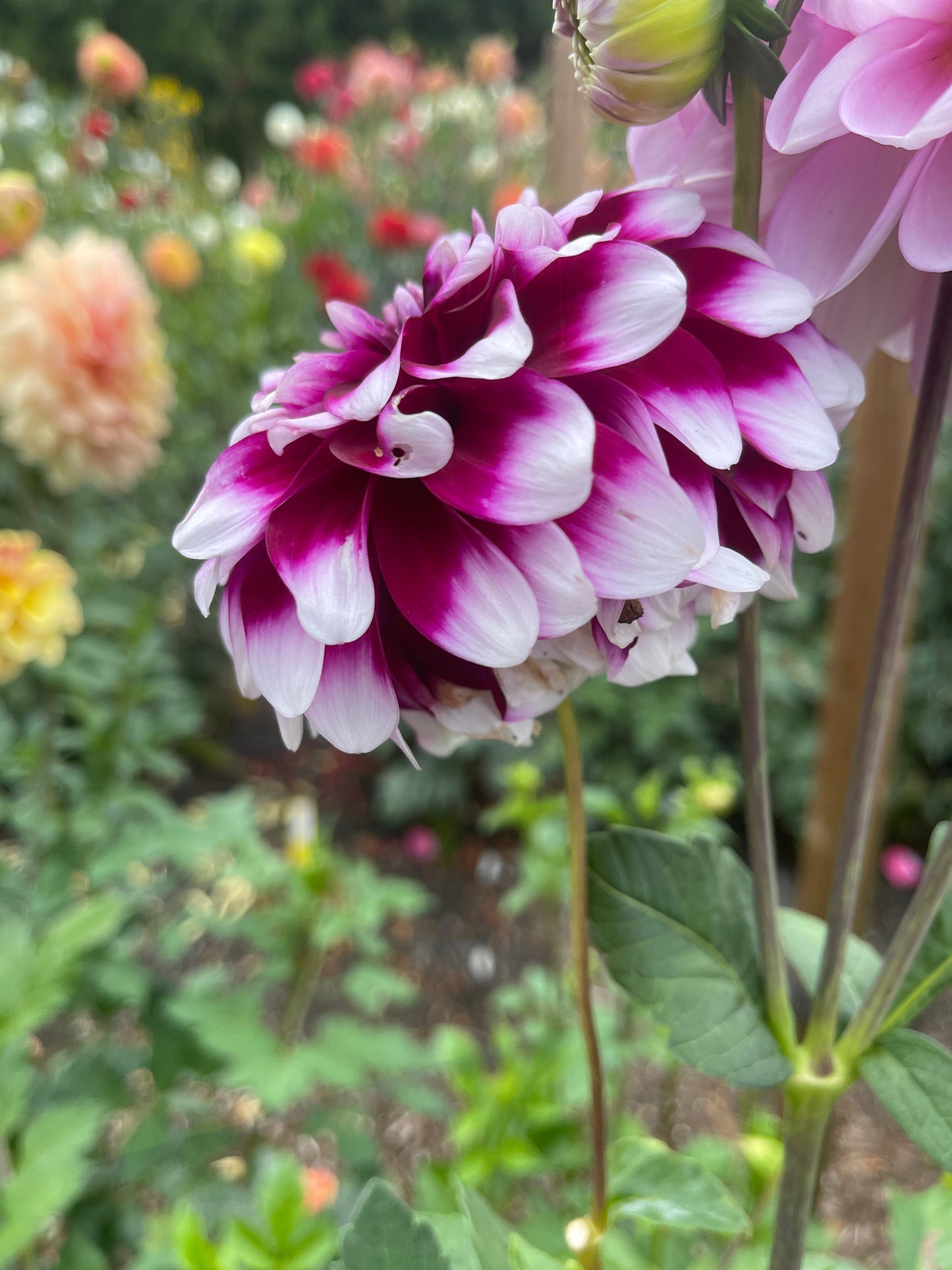 Dahlia Tuber: Patches - Sugar Moon Gardens