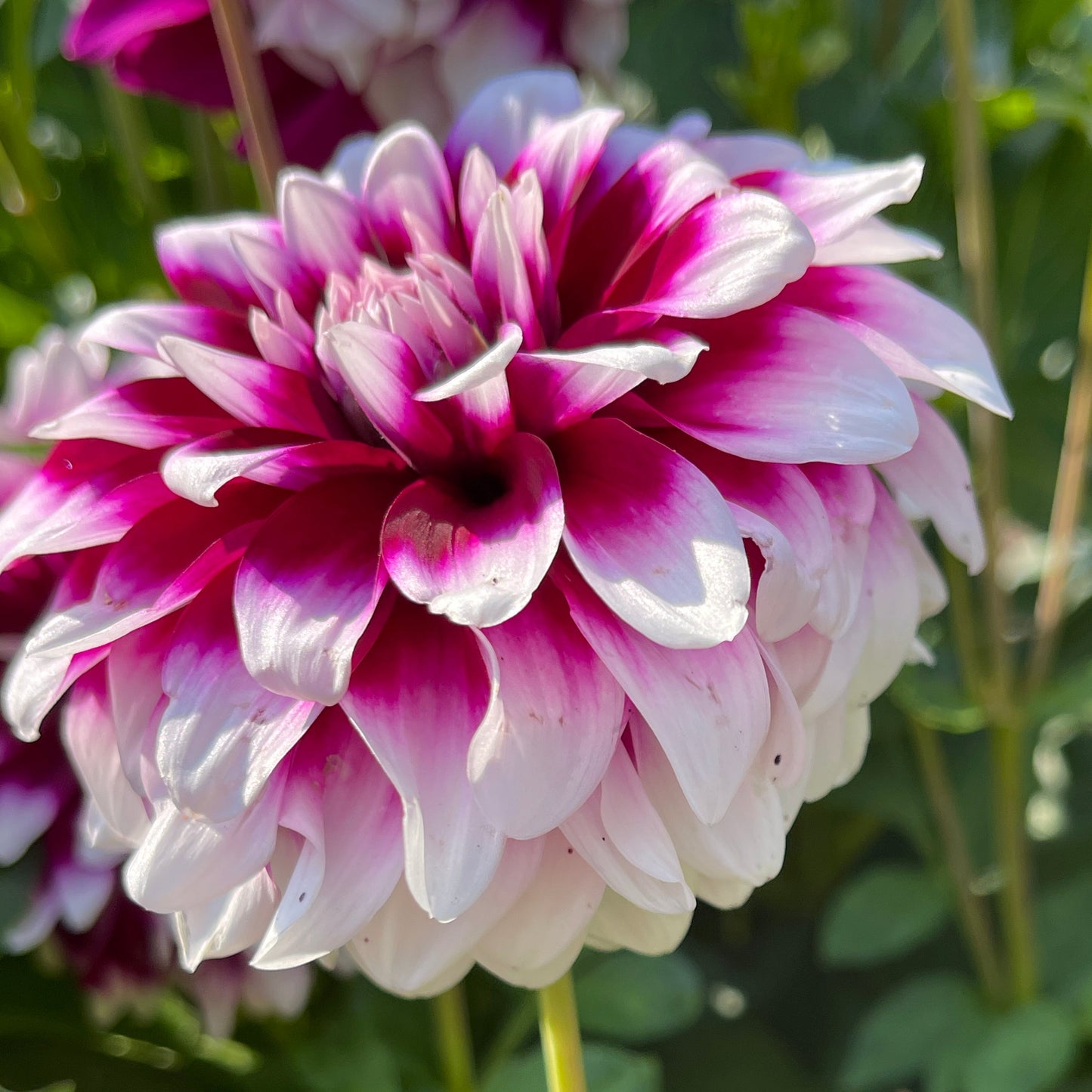 Dahlia Tuber: Patches - Sugar Moon Gardens