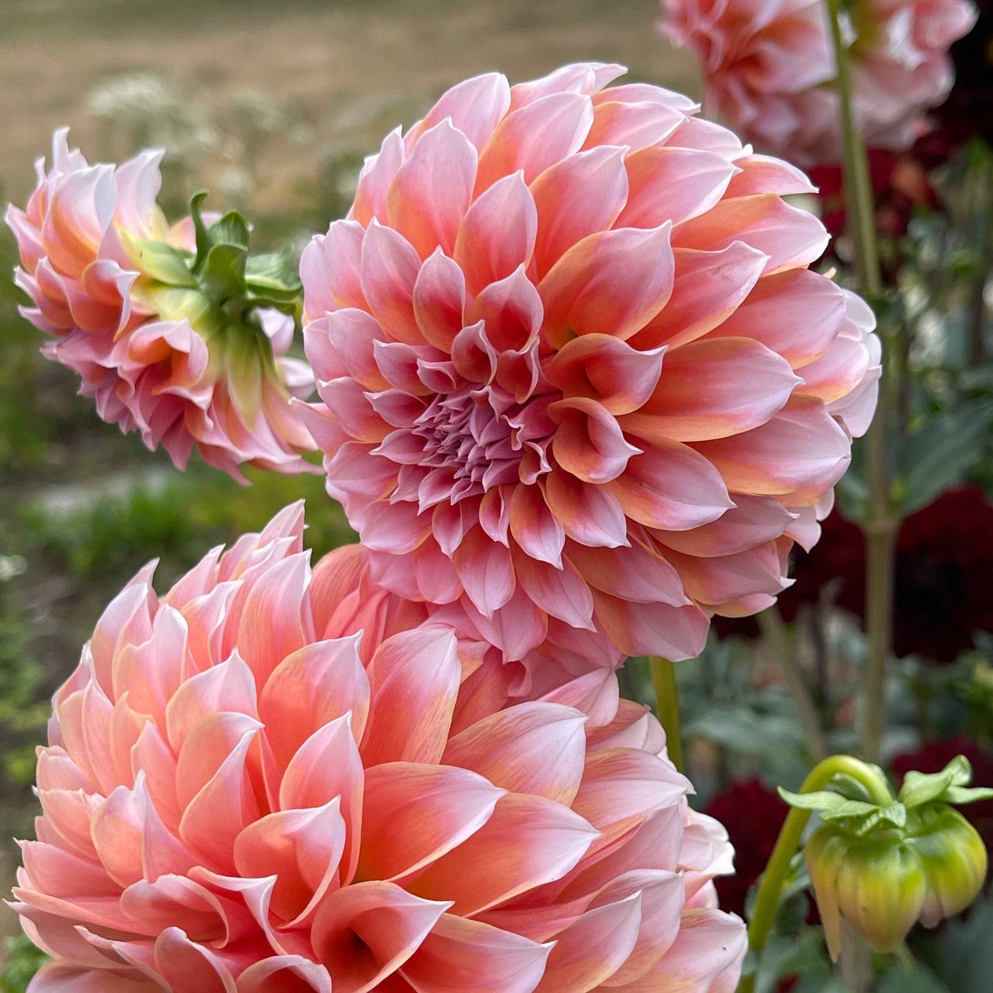 Seeds: Dahlia Solos - Peaches N Cream