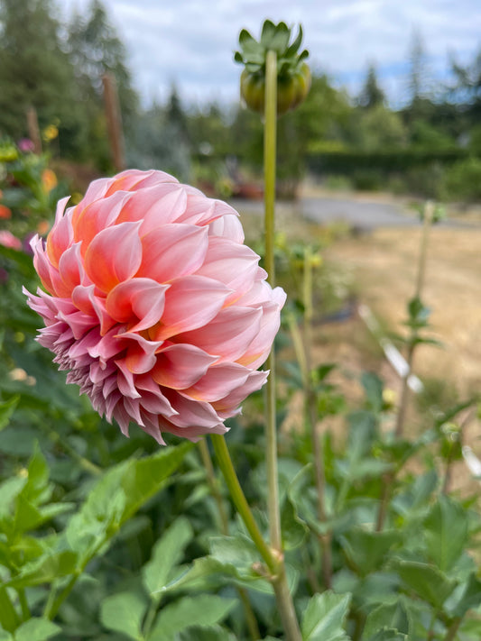 Dahlia Tuber: Peaches N Cream - Sugar Moon Gardens