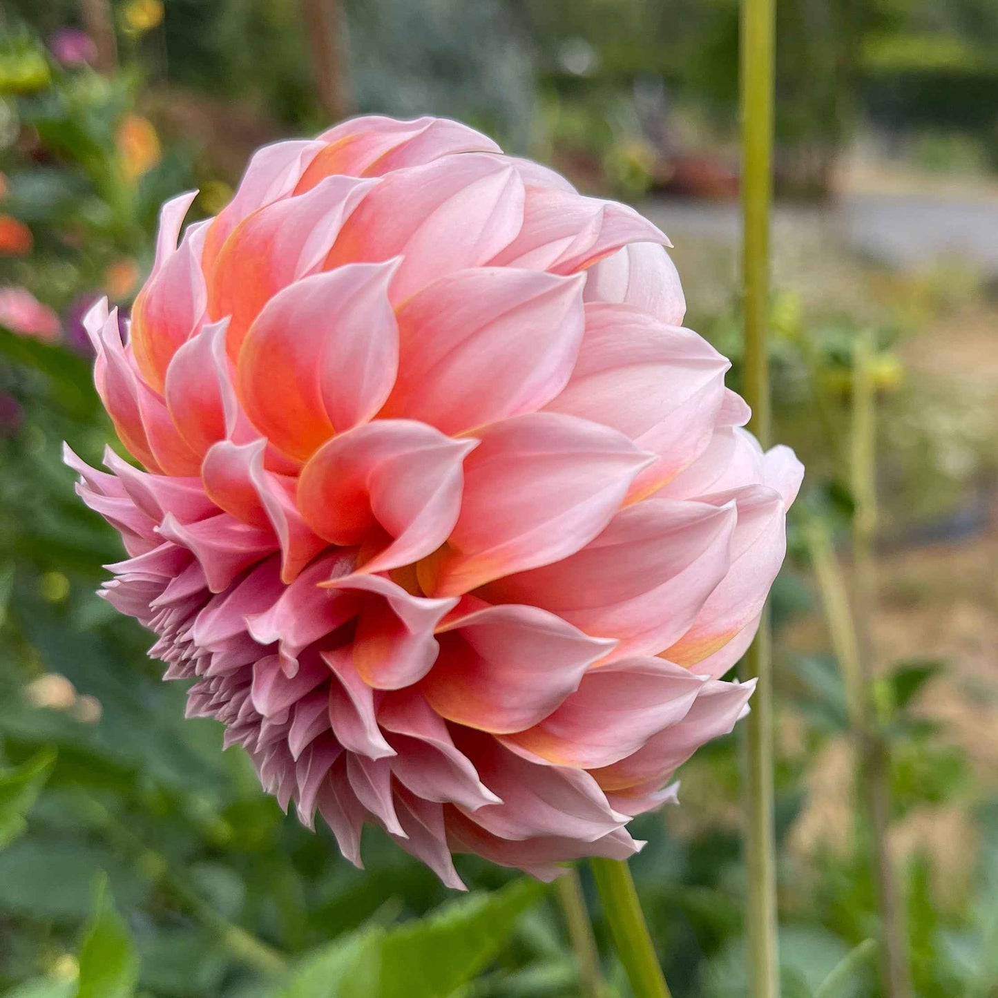 Seeds: Dahlia Solos - Peaches N Cream