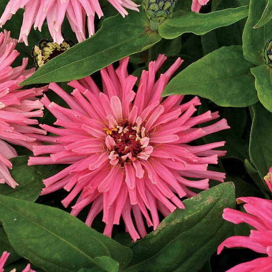 Seeds: Zinnia - Pinca - Sugar Moon Gardens
