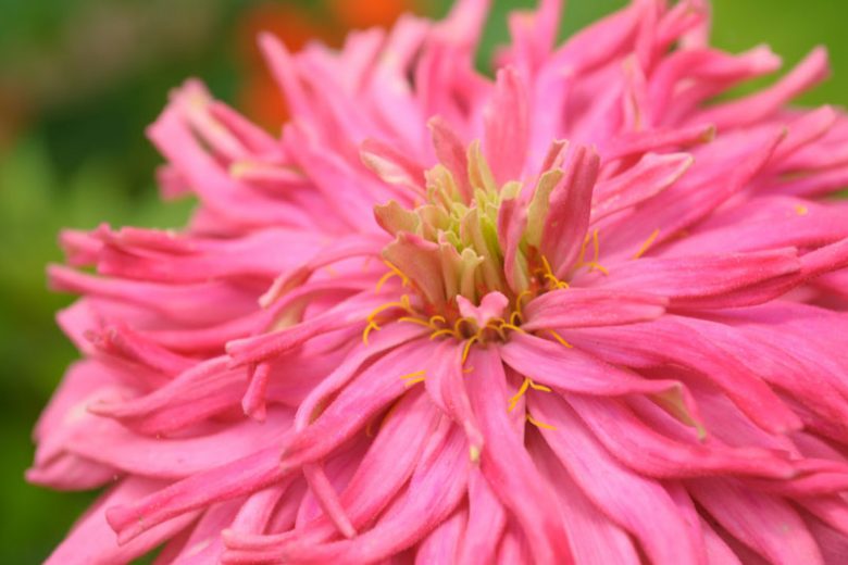 Seeds: Zinnia - Pinca - Sugar Moon Gardens