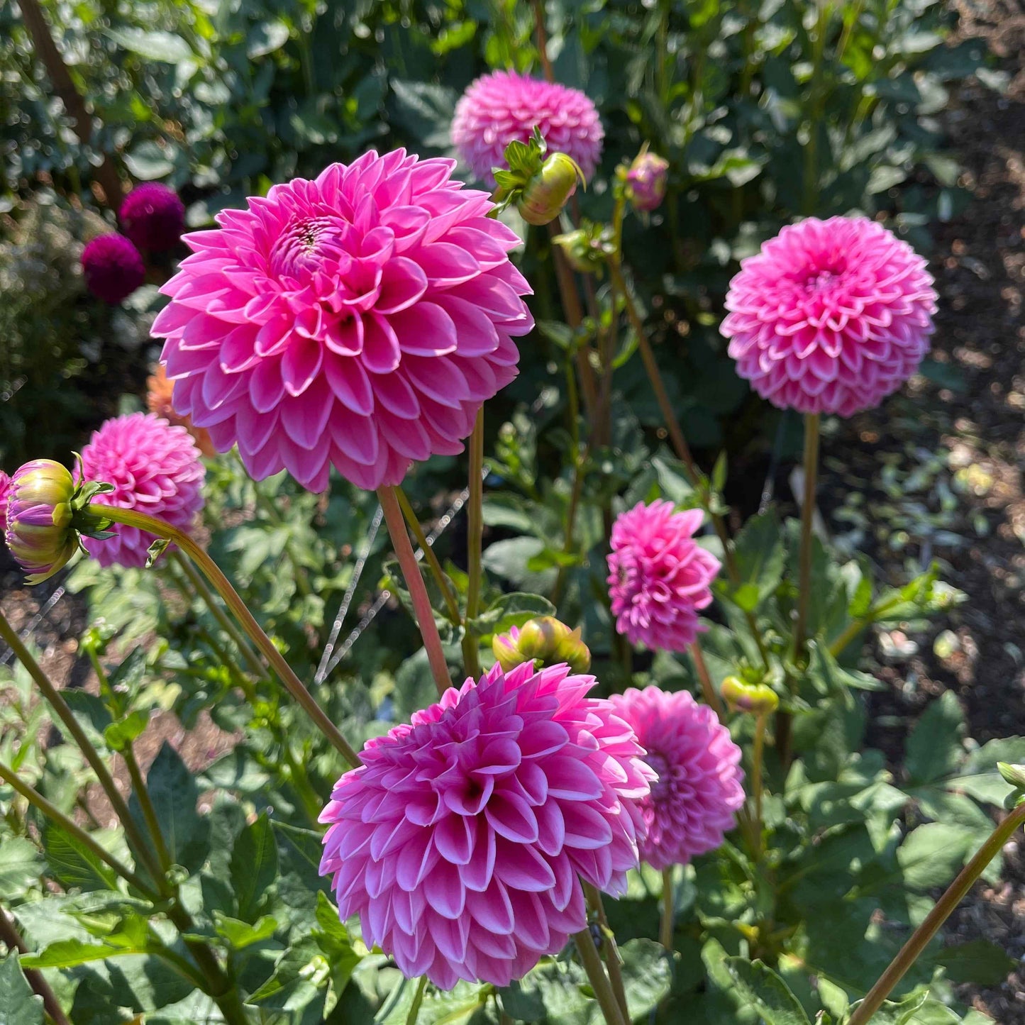 Dahlia Tuber: Pink Sylvia aka Sandra - - Sugar Moon Gardens