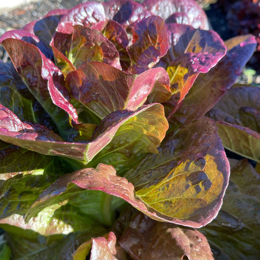 Seeds: Lettuce - Pomegranate Crunch - Sugar Moon Gardens