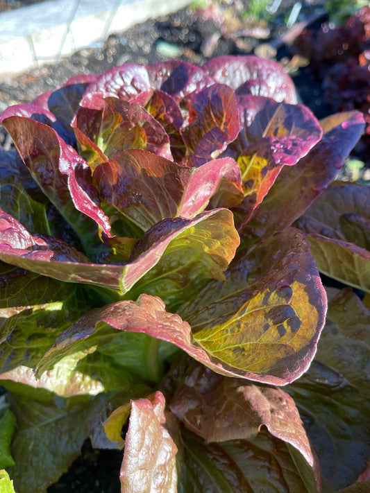 Veg Plant: Lettuce seedlings