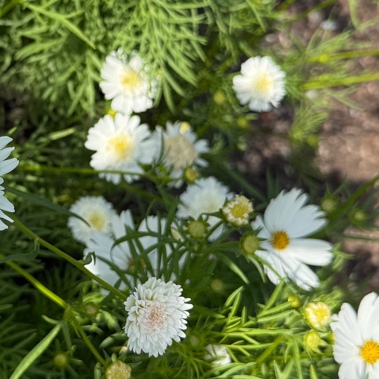 Seeds: Cosmos - Popsocks White - Sugar Moon Gardens