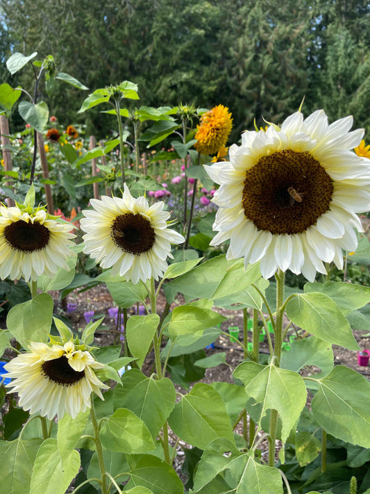 Seeds: Sunflower - ProCut® White Nite (F1)