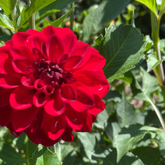 Dahlia Tuber: Puget Sparkle Dahlia - Sugar Moon Gardens