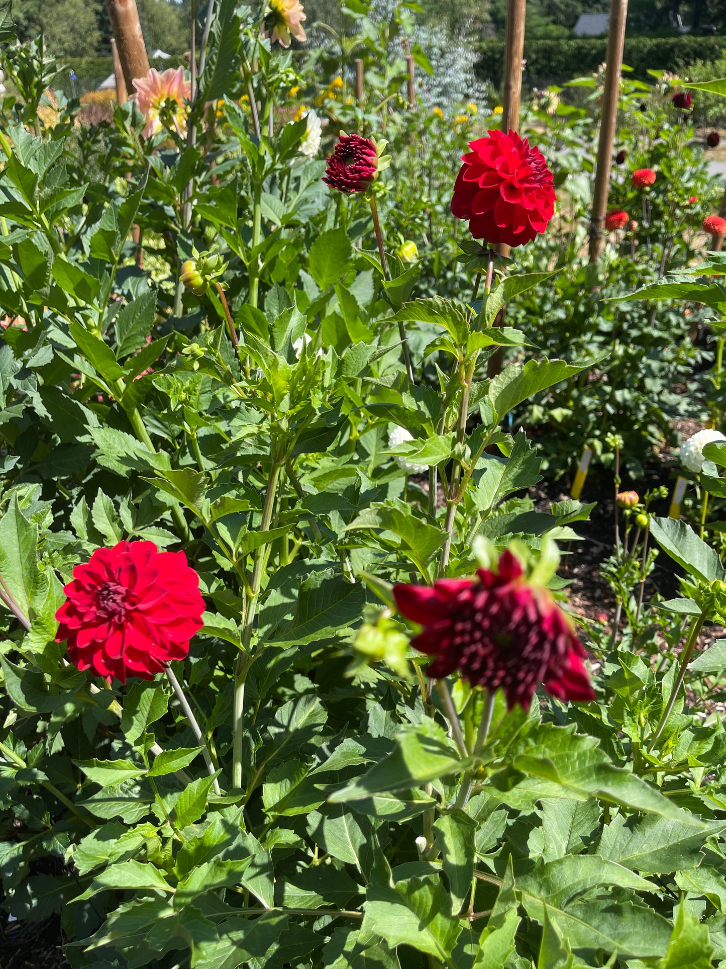 Dahlia Tuber: Puget Sparkle Dahlia - Sugar Moon Gardens