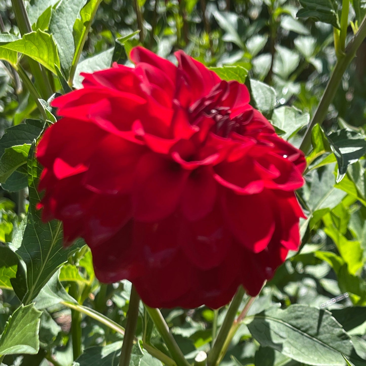 Dahlia Tuber: Puget Sparkle Dahlia
