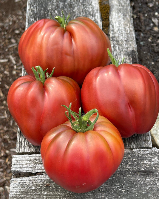 Seeds: Tomato - Purple Heart - Sugar Moon Gardens