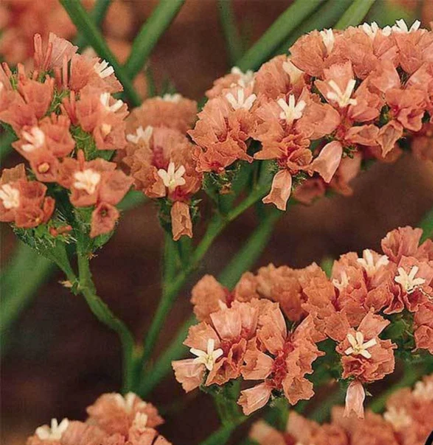 Seeds: Statice - QIS Apricot - Sugar Moon Gardens