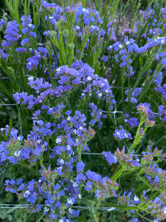 Seeds: Statice - QIS Pale Blue - Sugar Moon Gardens