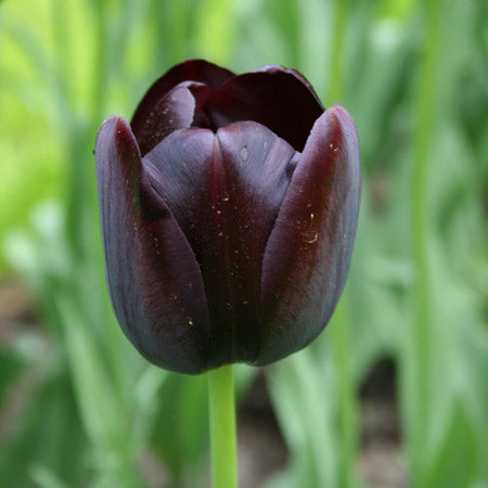 Tulip bulb - Queen of the Night