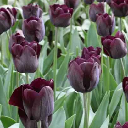 Tulip bulb - Queen of the Night