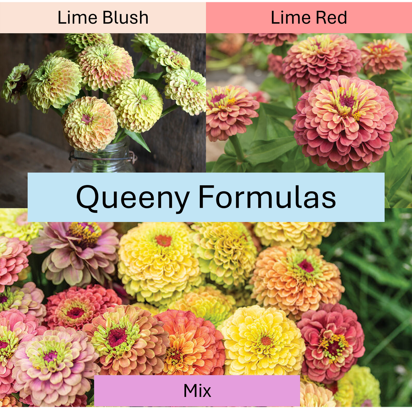 PREORDER: Flower Plant: Zinnia - Queeny Formula