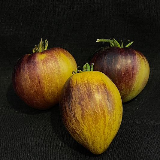 Seeds: Tomato - Rebel Starfigher Kayleigh Ann - Sugar Moon Gardens