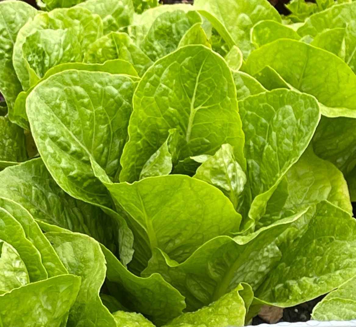 Seeds: Lettuce - Rainier