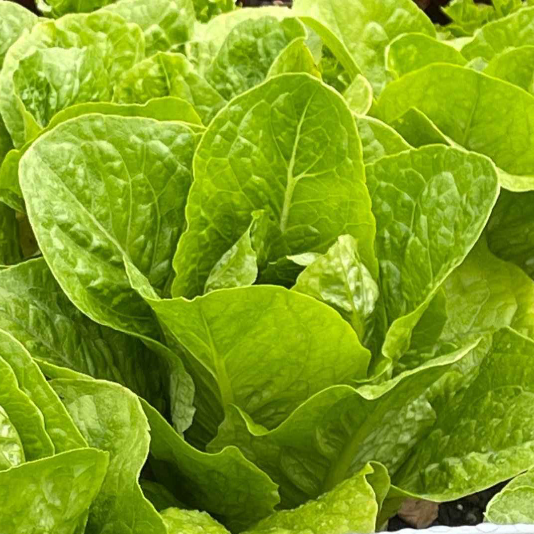 Seeds: Lettuce - Rainier